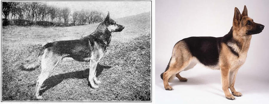 Как изменились породистые собаки